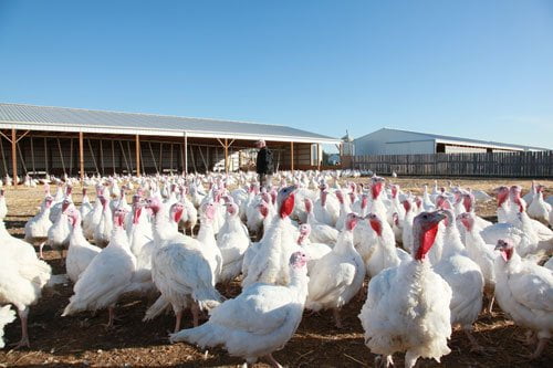 Organic Turkeys at Winters Farm