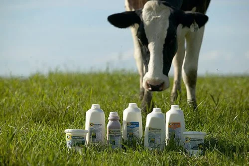 dairy-cow-milk-products-vital-green-farms