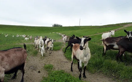 Fairwinds Farm - Goats in Field