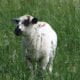 alberta lamb from ewe-nique farms