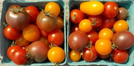linas-garden-cherry-tomatoes