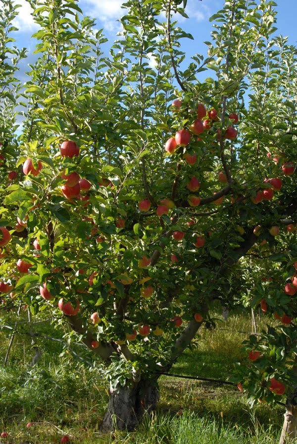 166dd16bba7e41bba5310491b7e41b82 Blush Lane