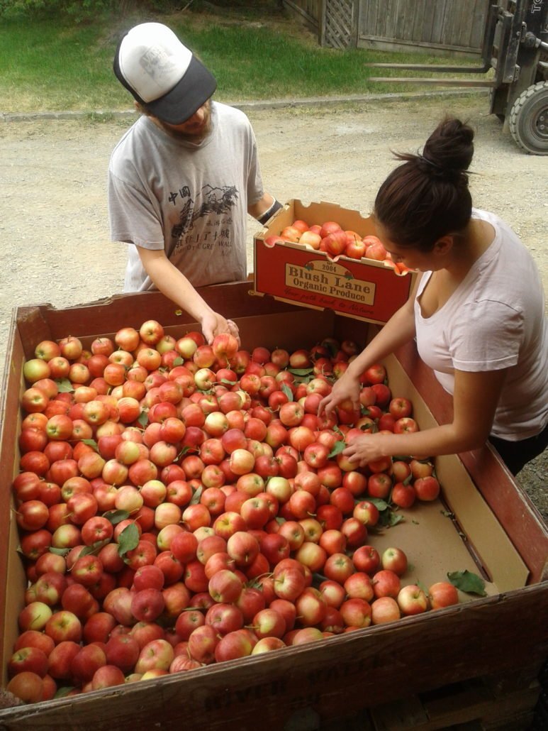 Gala, Mac & Honeycrisp Apple Harvest Blush Lane