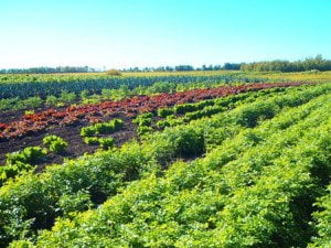 Lund's-Organic-Farm
