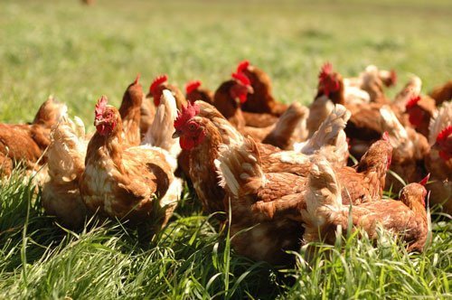 Chickens at Sunworks Farm in Alberta