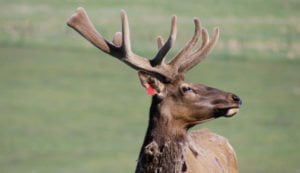 alberta game meat 