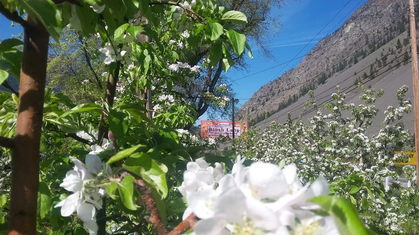 Apple blossoms at Blush Lane Organic Orchard.