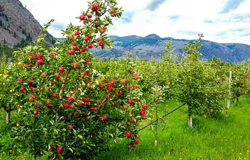 How about them summer apples?