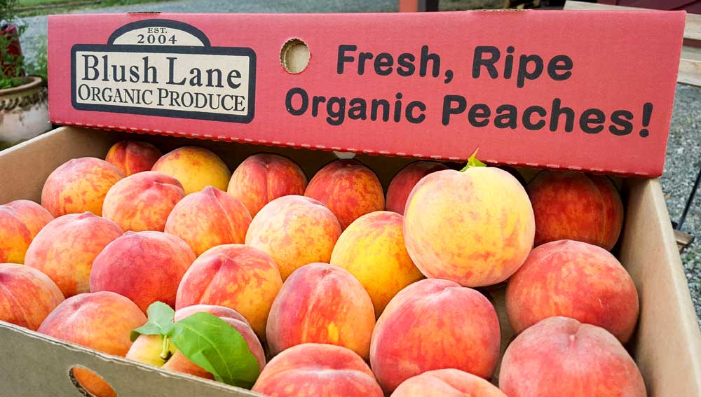 Fresh and juicy peaches all summer long