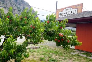 Tree-ripened peaches from Blush Lane Organic Orchard