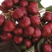 Skeena cherries from Organic Box in Creston, BC