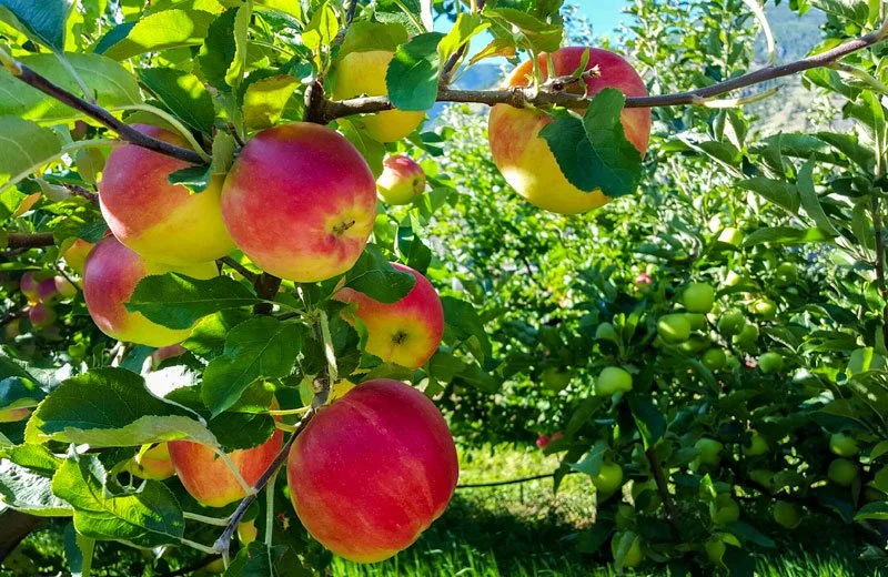 organic sunrise apples from blush lane organic orchard