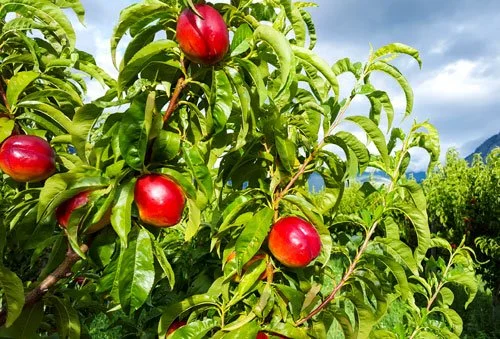organic nectarines from blush lane organic orchard