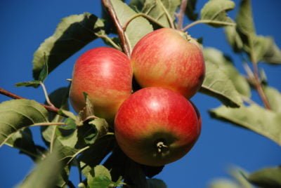 Orchard update – September 2016 Harvests