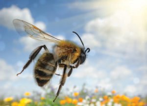 Bees
