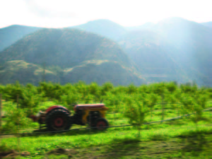 Organic Farming