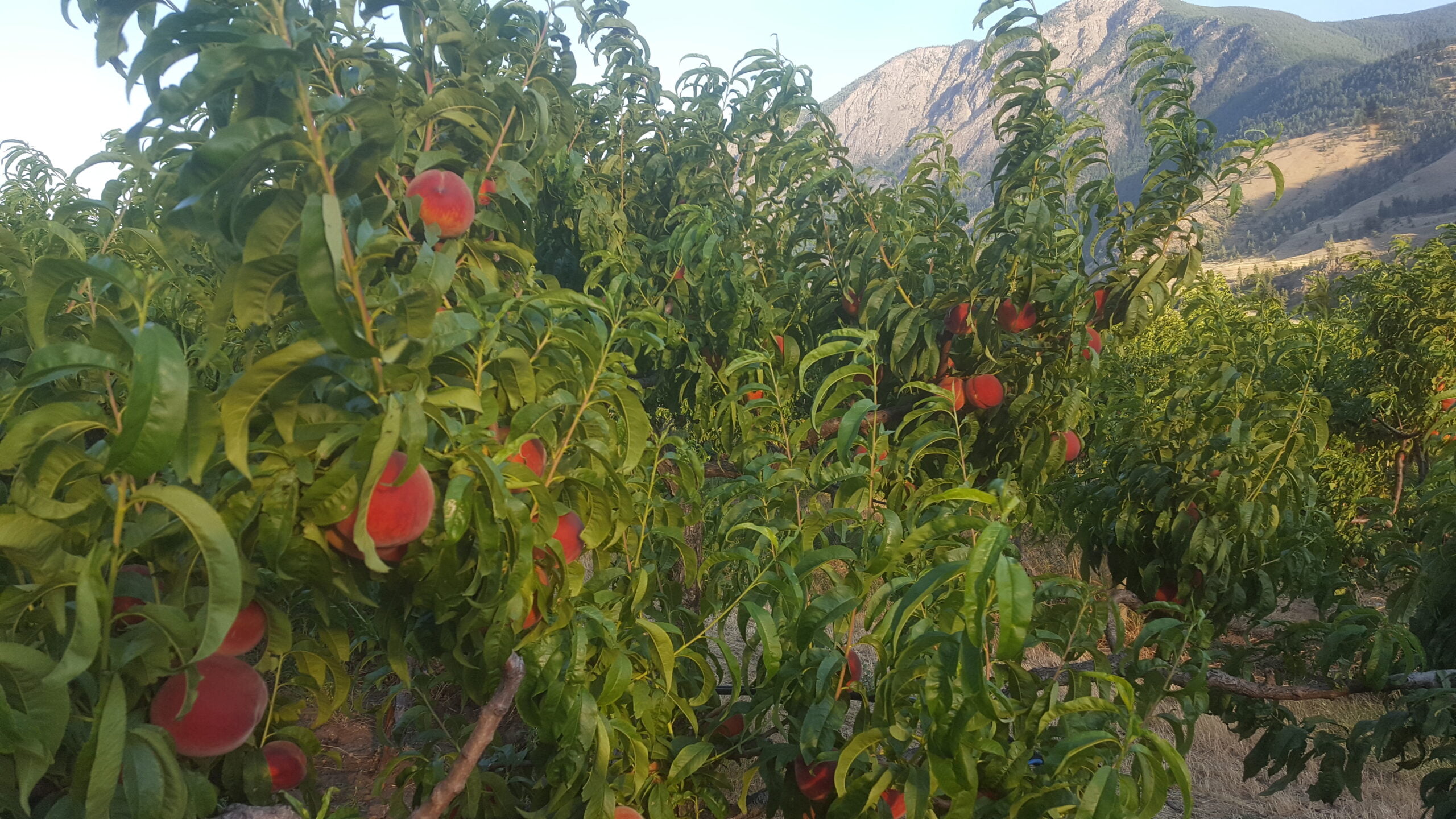 Early Red Haven Peaches