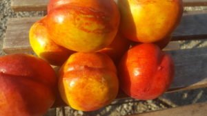 Nectarines at Blush Lane Orchard