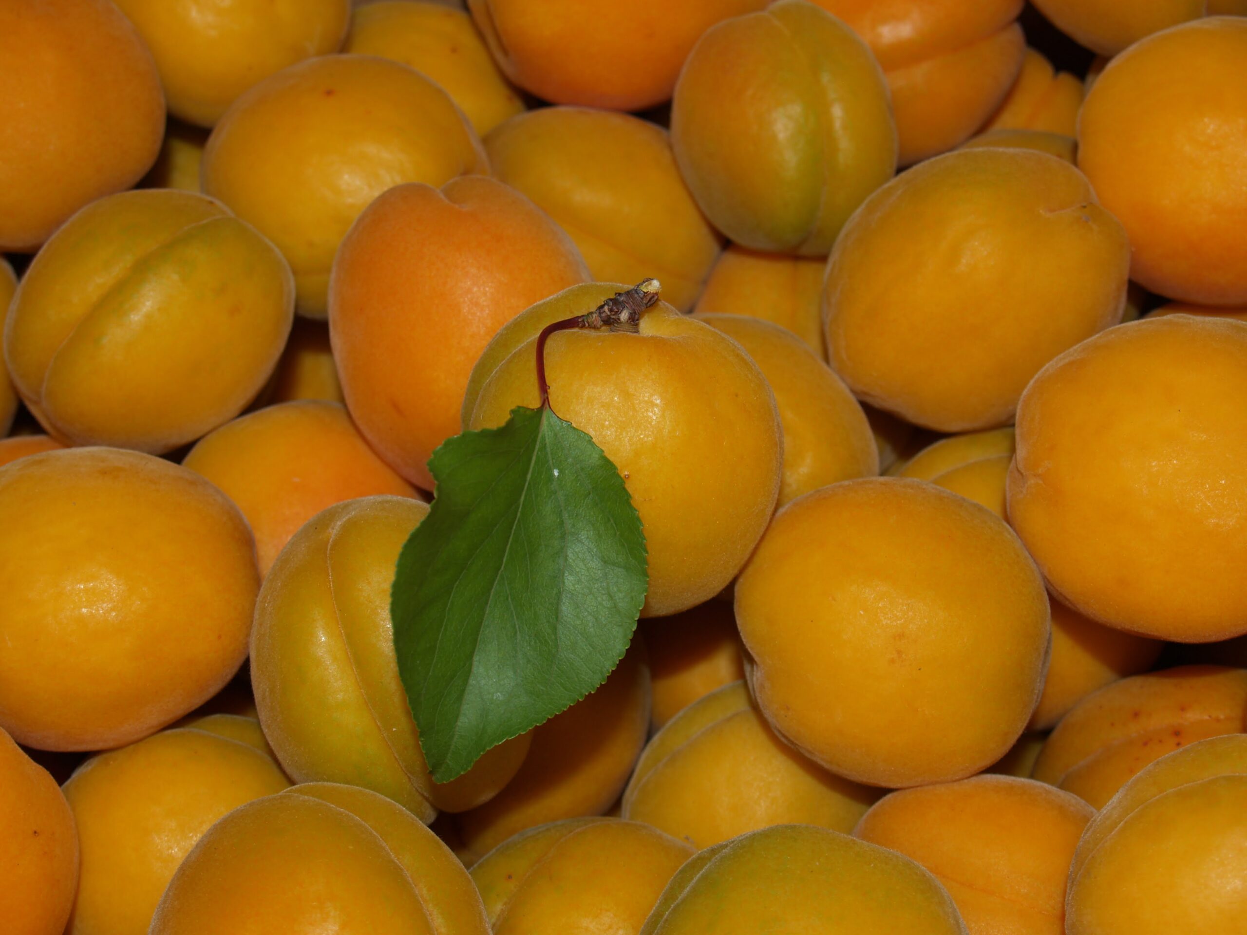 Easy Apricot Preserves