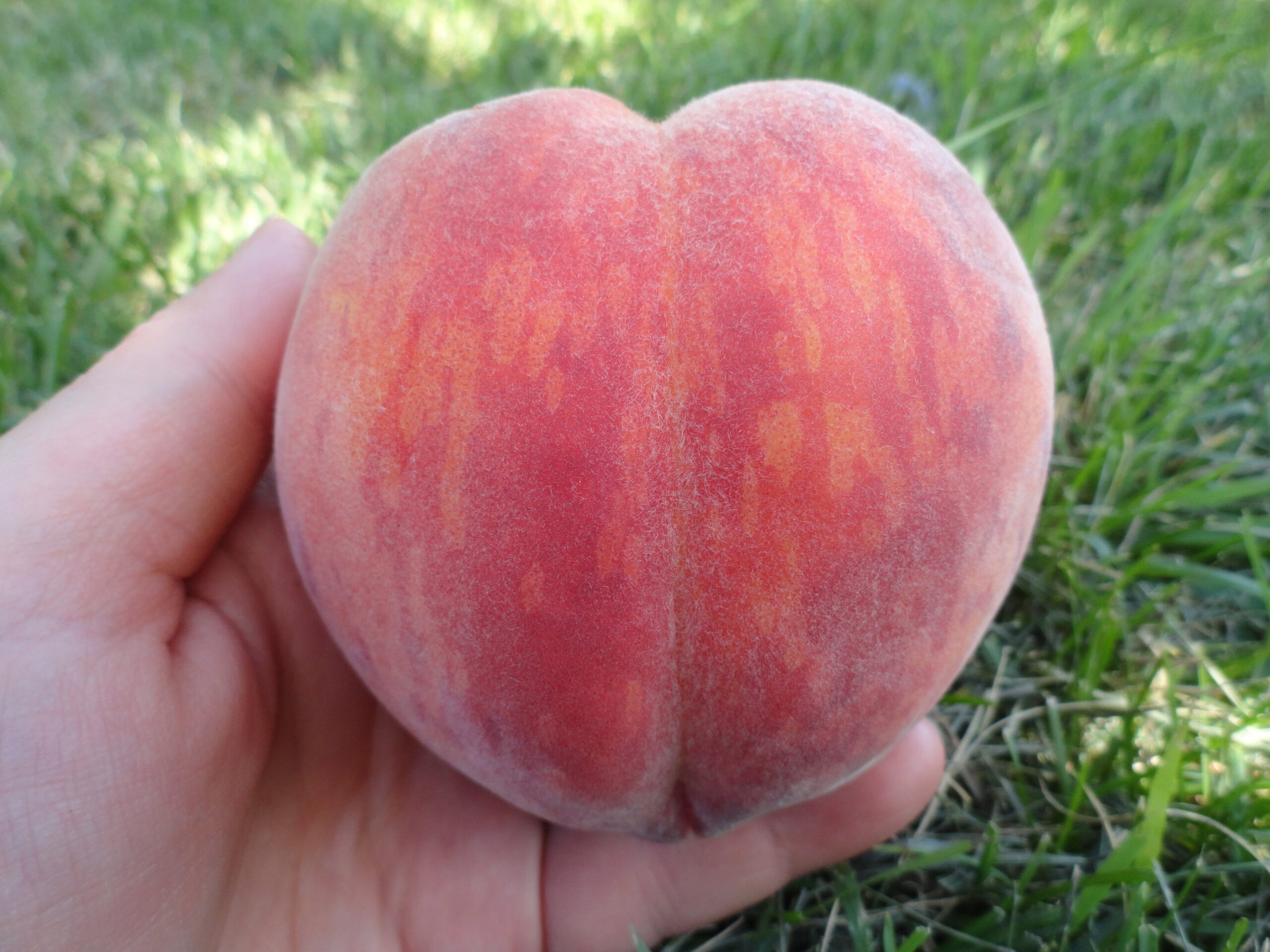 Organic Glohaven Peach at Blush Lane Organic Orchard