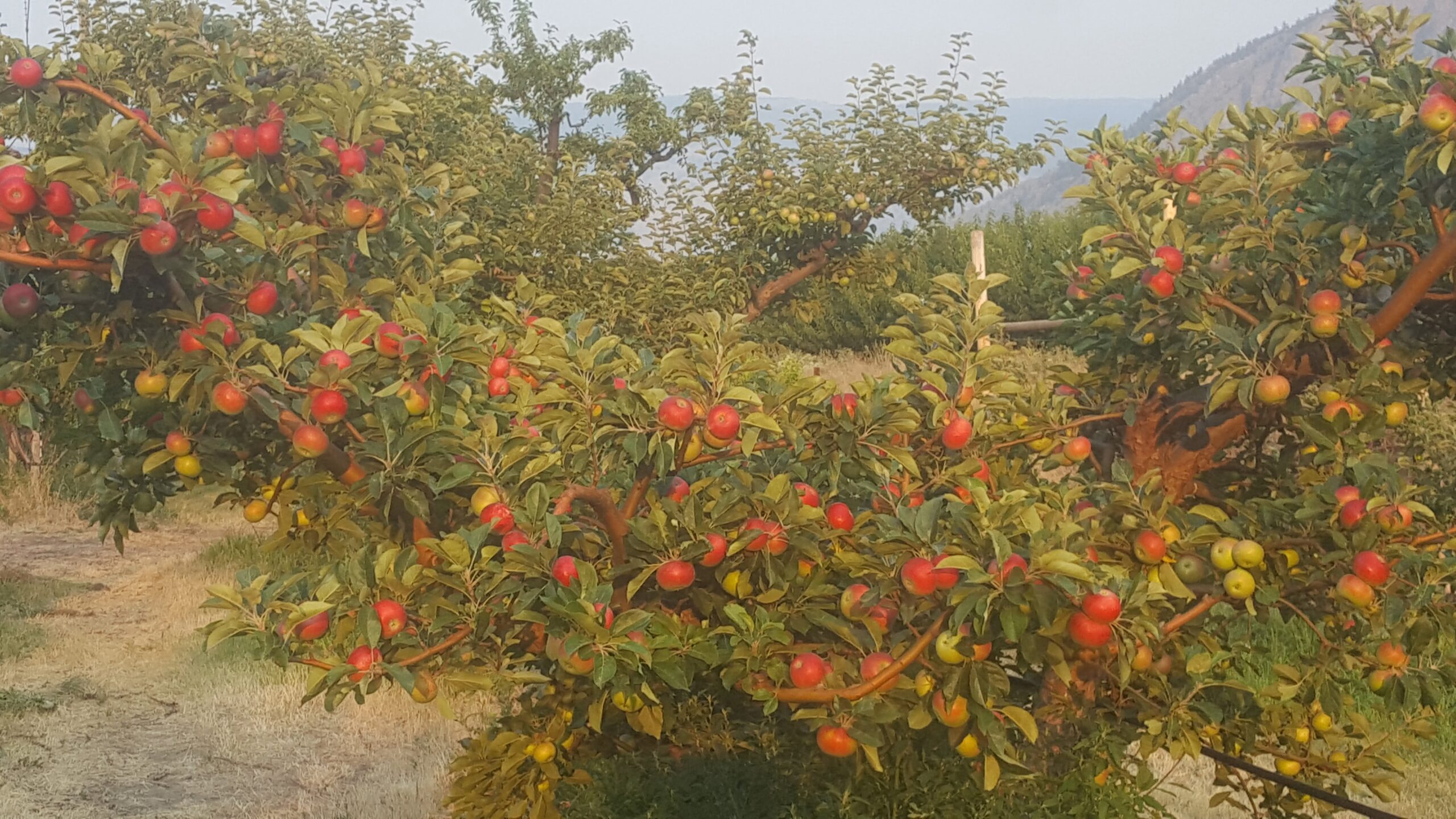 Orchard Harvest Update August 11, 2017