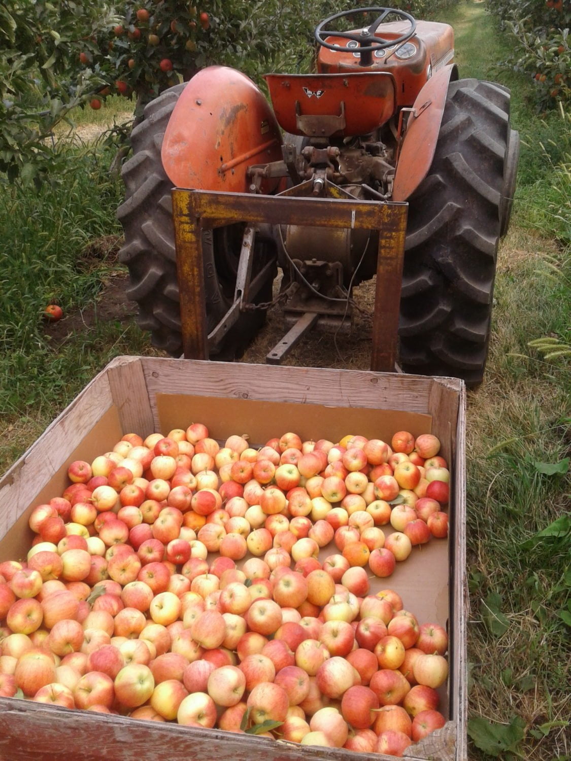 Gala, Mac & Honeycrisp Apple Harvest Blush Lane