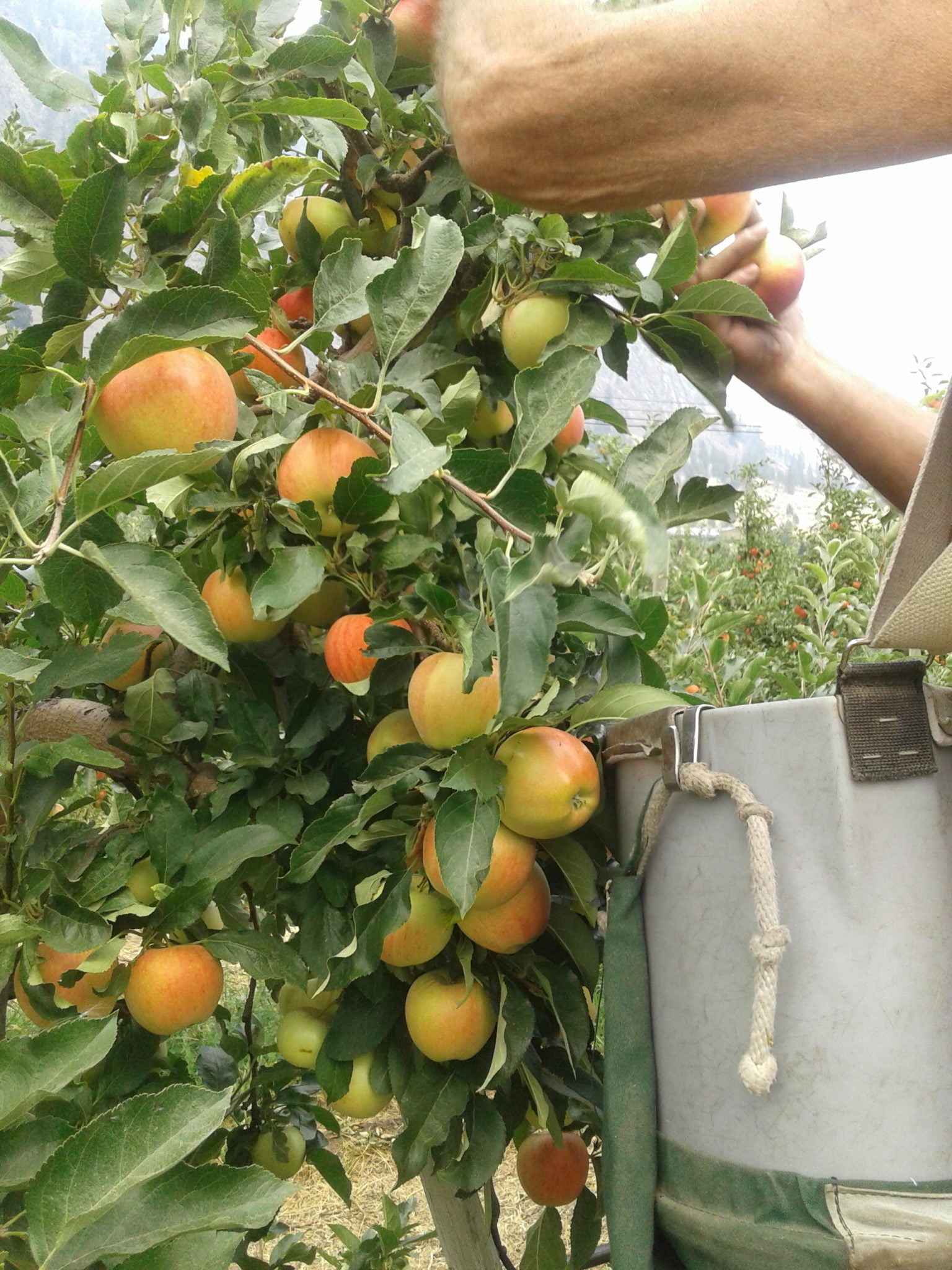 Gala, Mac & Honeycrisp Apple Harvest Blush Lane