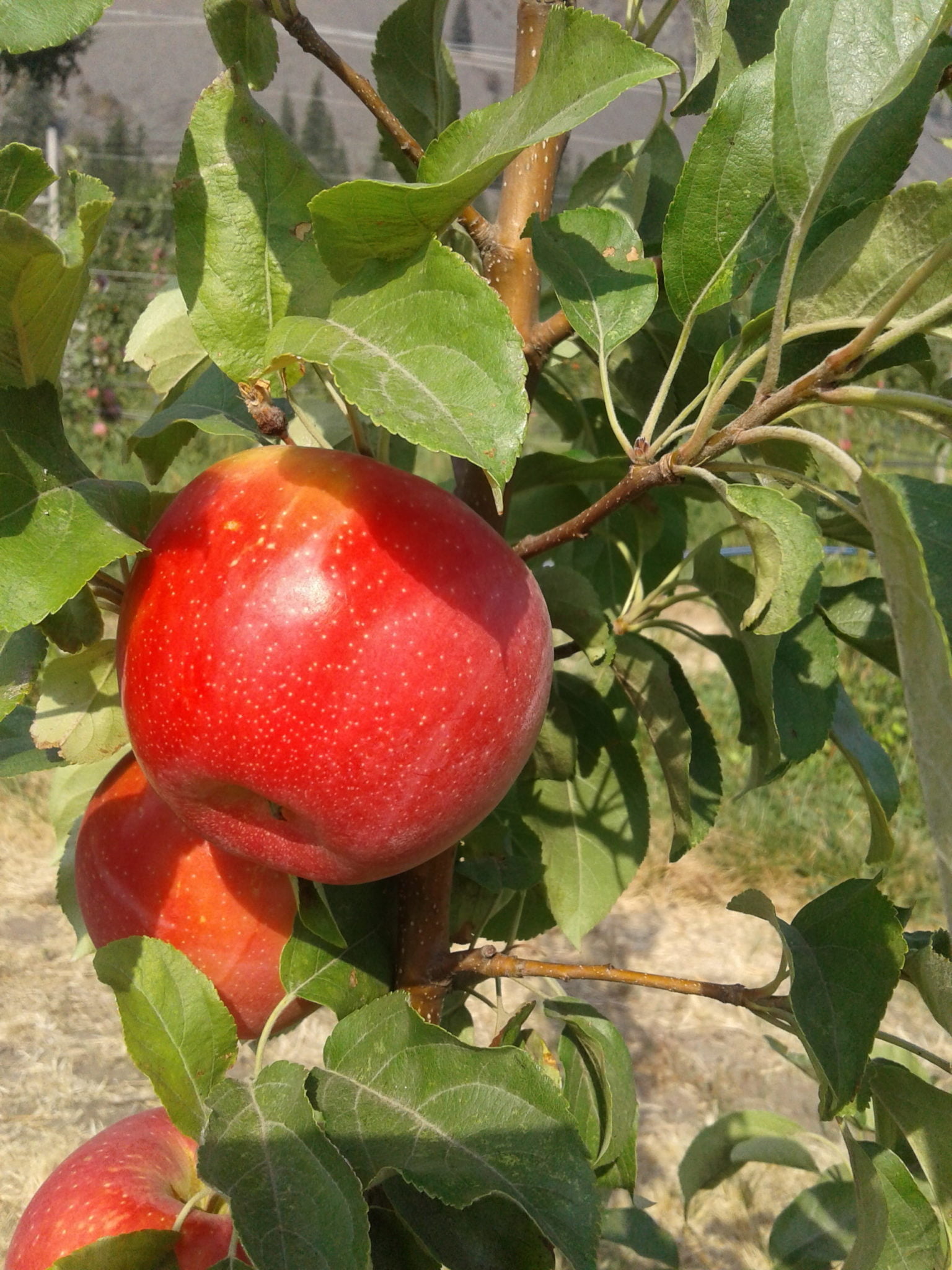 Gala, Mac & Honeycrisp Apple Harvest Blush Lane