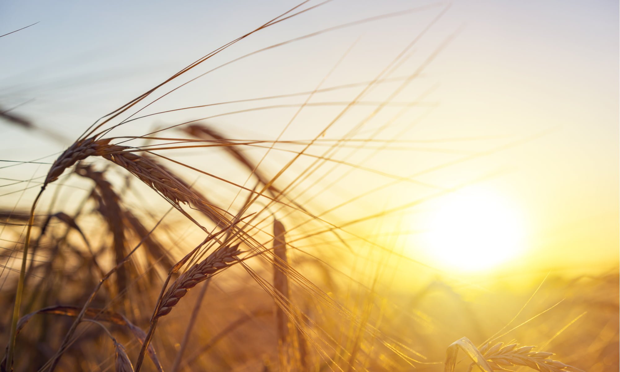 Modern-Day Wheat: Why Wheat-Free Pastas Are Taking Over