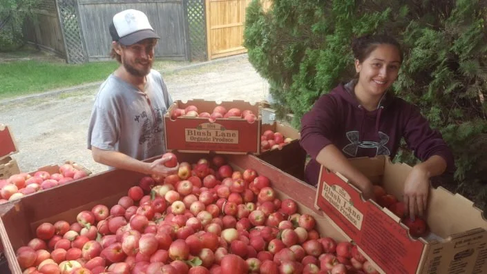 Gala, Mac & Honeycrisp Apple Harvest