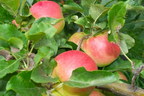 Orchard