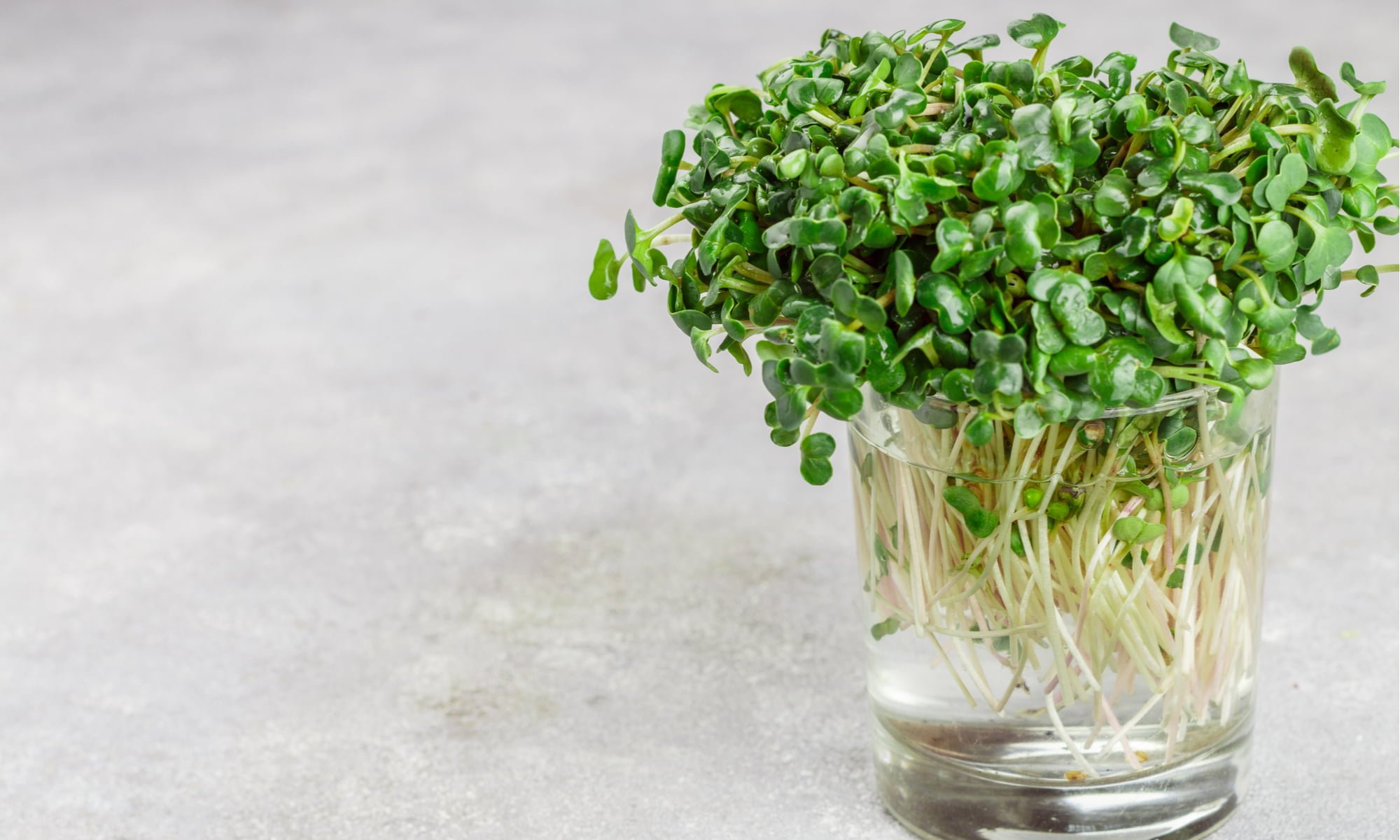 Microgreens: Are They Worth The Extra Penny?
