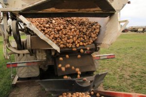 Poplar Bluff Potatoes