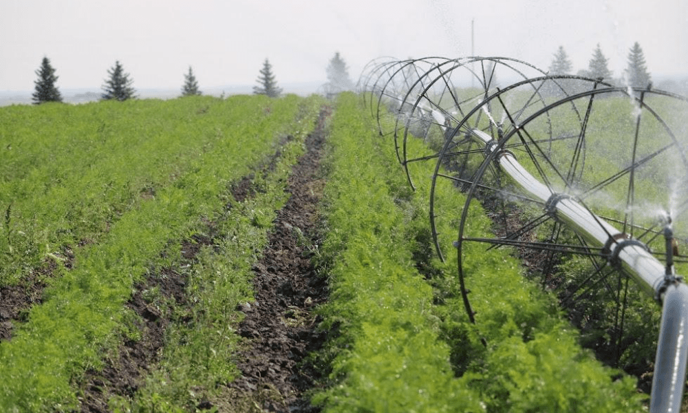 Poplar Bluff Organics’ Approach to Irrigation and Soil Management