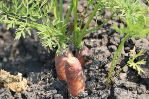 Poplar Bluff Carrots