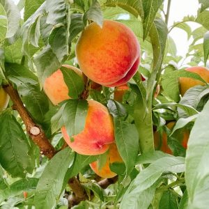 Peaches