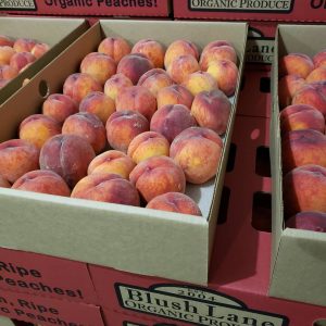 Blush Lane peaches