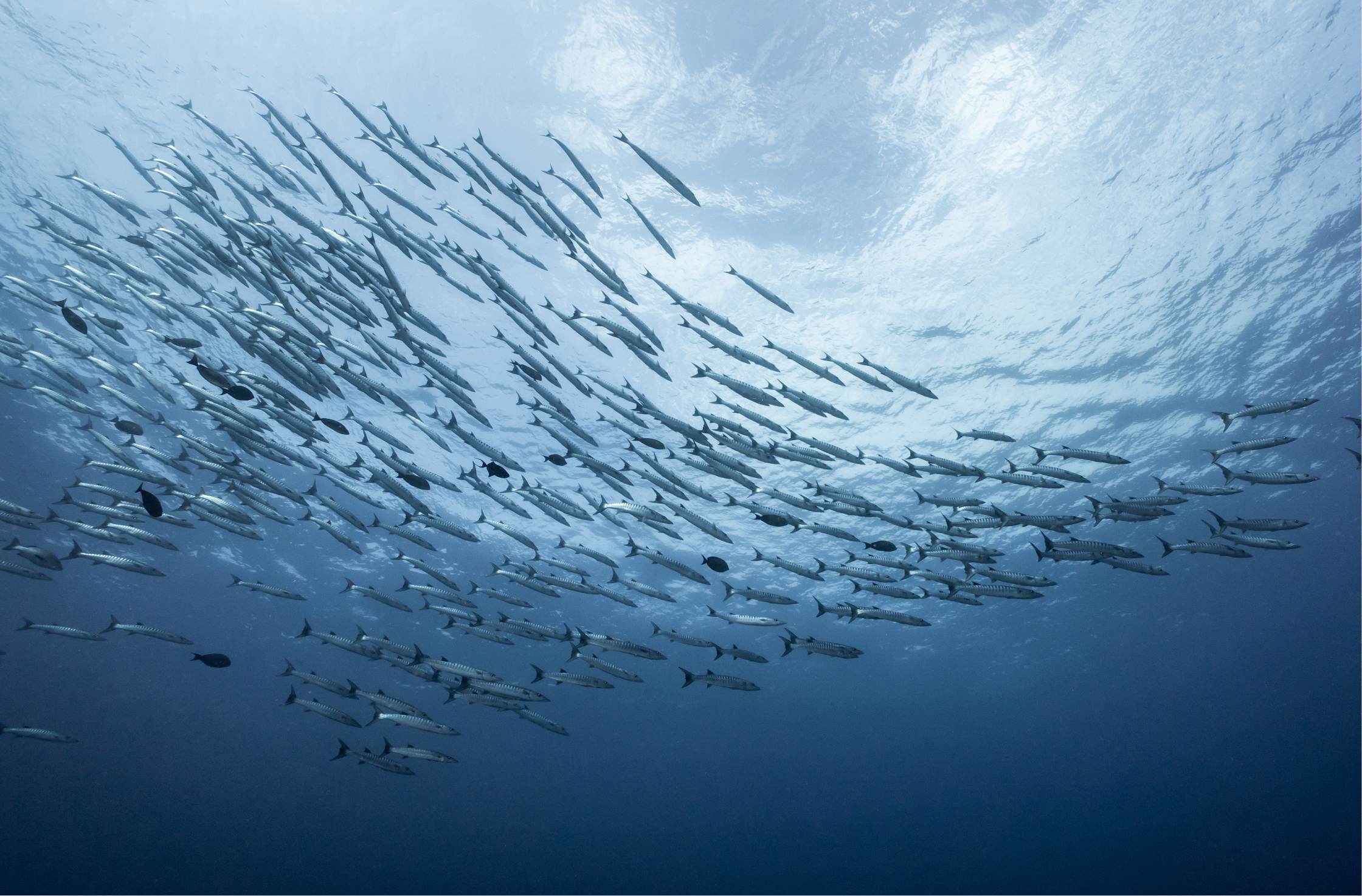 QS_Image_5_Ocean